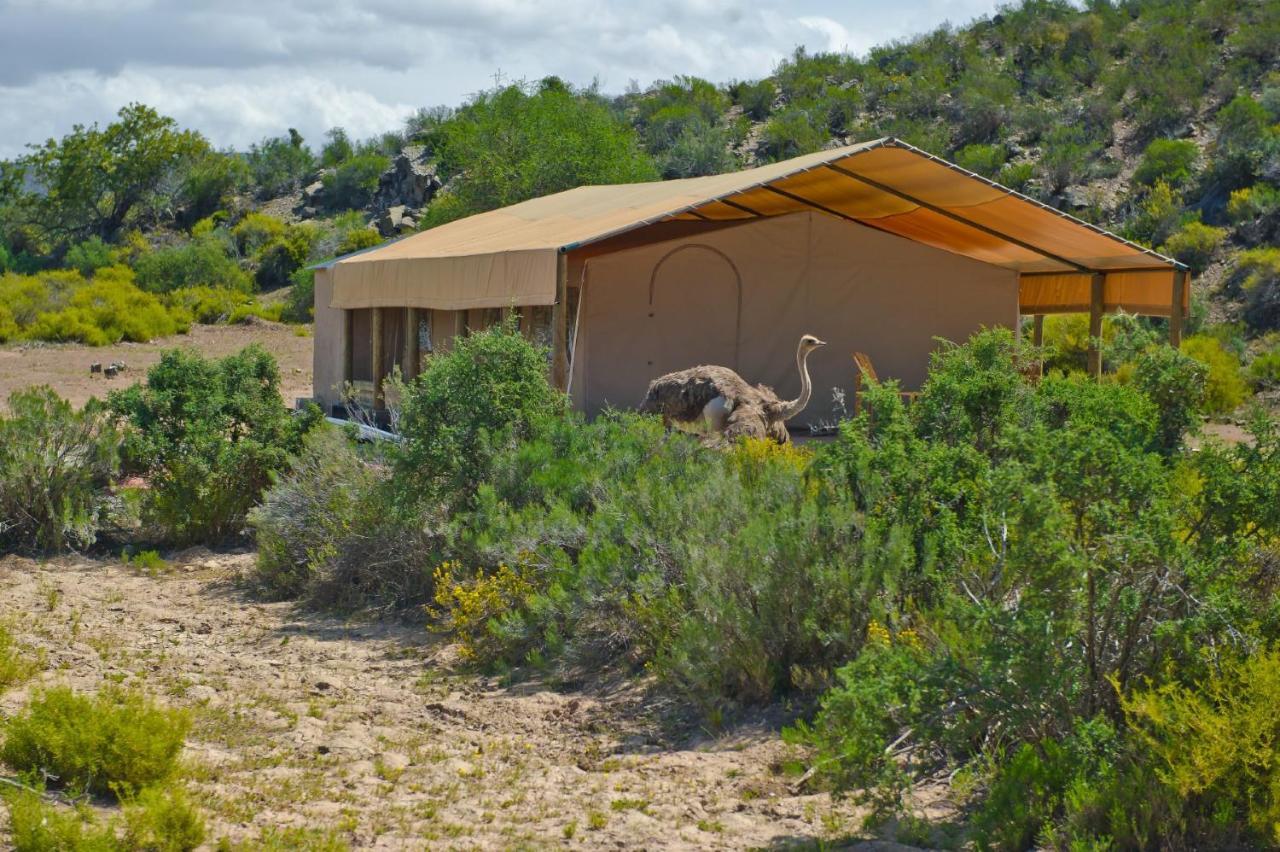 African Game Lodge Montagu Esterno foto
