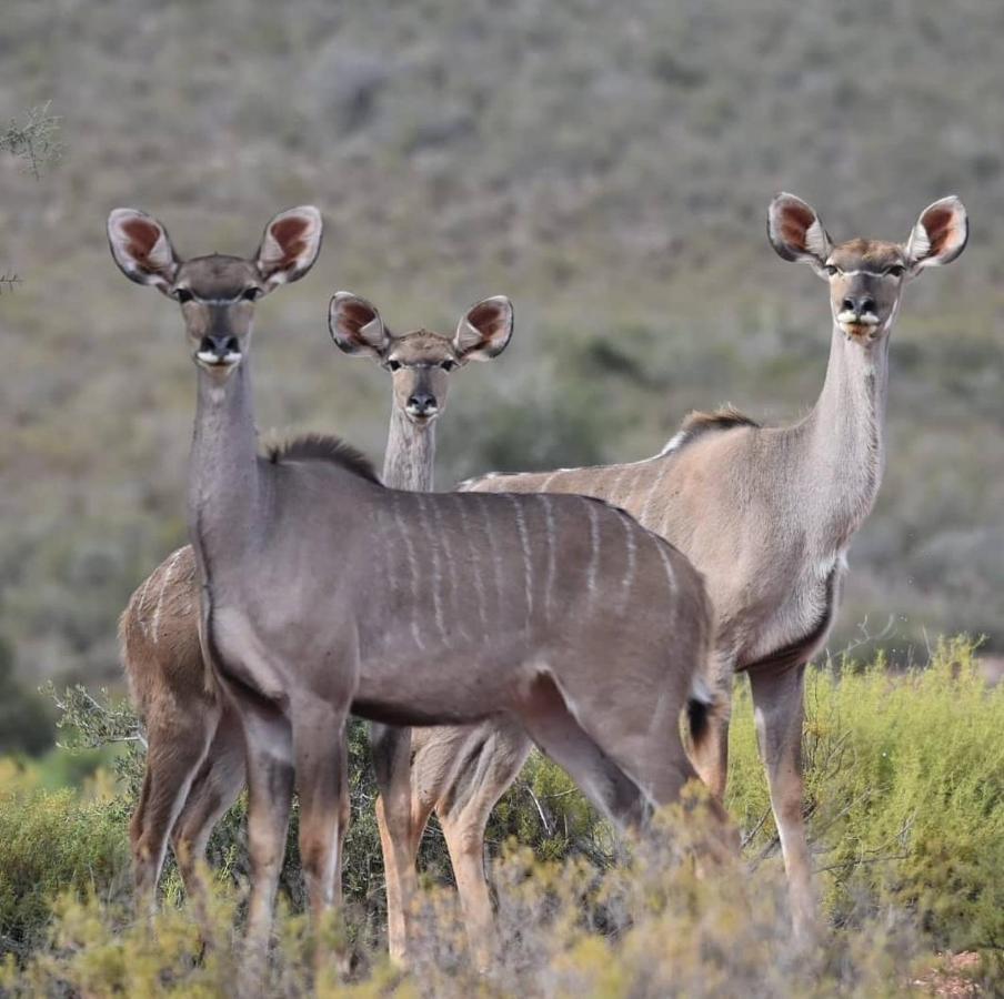 African Game Lodge Montagu Esterno foto