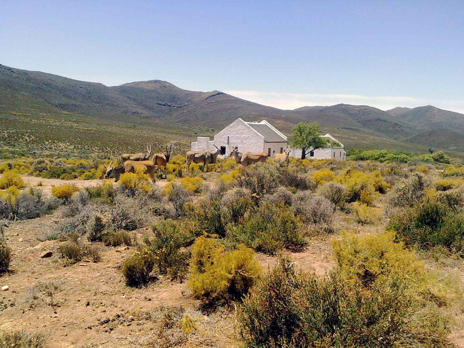 African Game Lodge Montagu Esterno foto