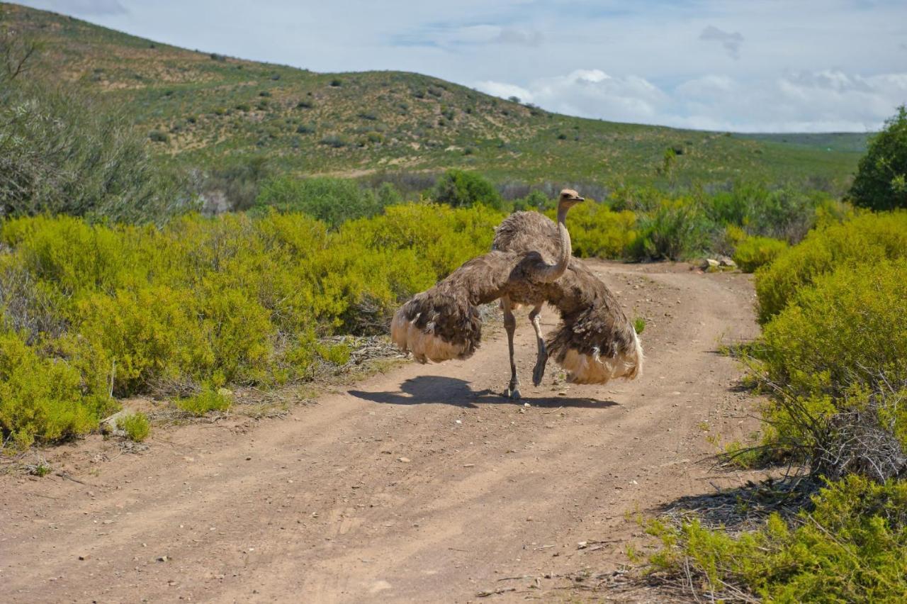 African Game Lodge Montagu Esterno foto